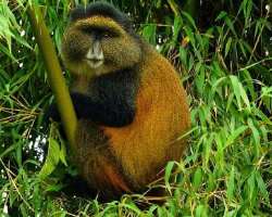 The park is home to over 3,000 faunal and floral species out of which over 300 are endemic.
